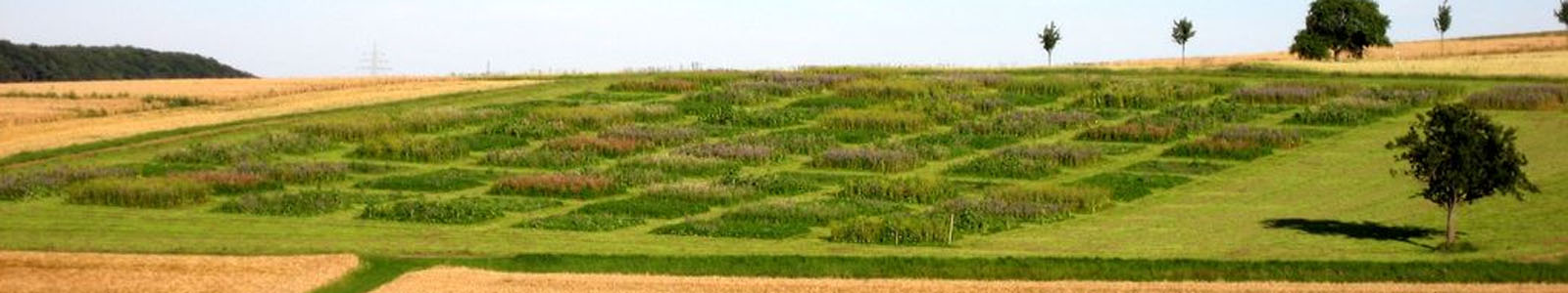 Versuchsfeld mit Verschiedenen Parzellen Gras ©Feuerbach